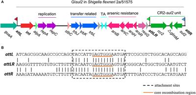 The integrase of genomic island GIsul2 mediates the mobilization of GIsul2 and ISCR-related element CR2-sul2 unit through site-specific recombination